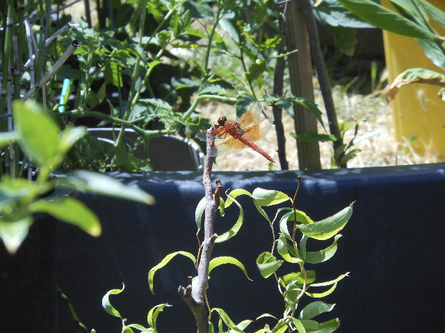 Ong ngoai pictures 435