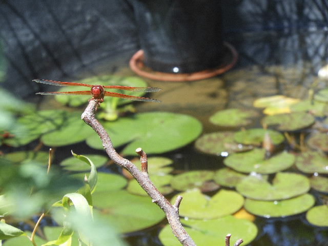 Ong ngoai pictures 436