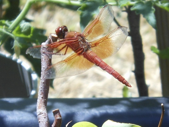 Ong ngoai pictures 437