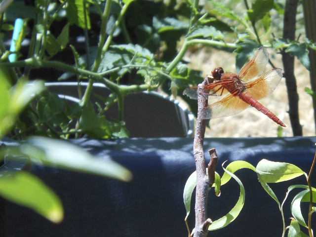 Ong ngoai pictures 449