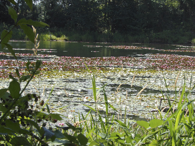 Ong ngoai pictures 563-631662916