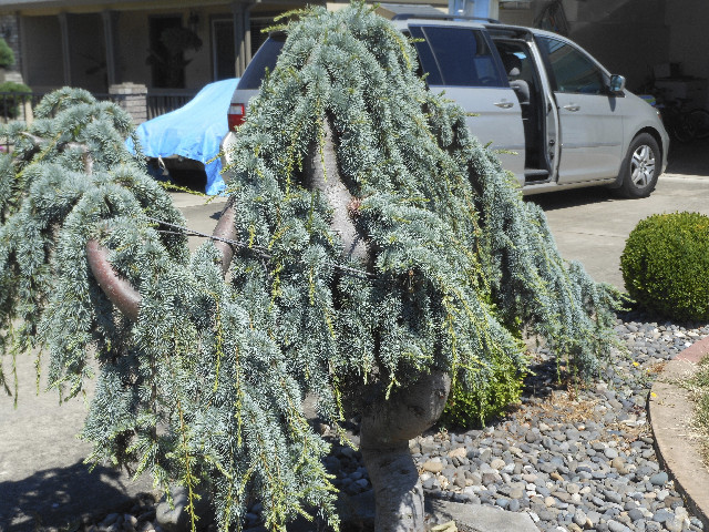 Ong ngoai pictures 614