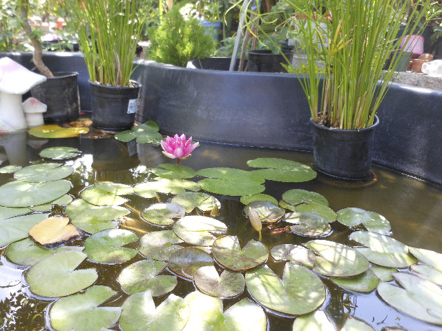 Ong ngoai pictures 663