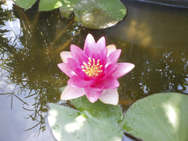 Ong ngoai pictures 664