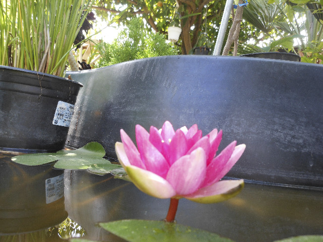 Ong ngoai pictures 665