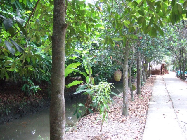 Vuon cay mit (jackerfruit garden)