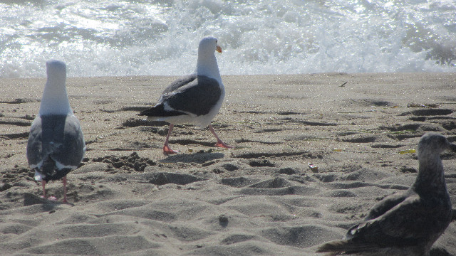 Anna's Friends, SF, Beach JUNE 2013 555