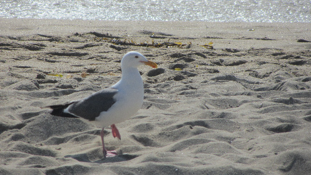 Anna's Friends, SF, Beach JUNE 2013 556
