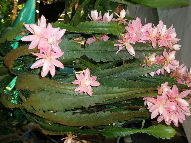 Mom's pictures 2011 050