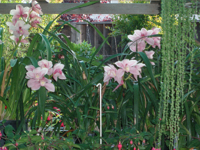 Mom's pictures 2011 051