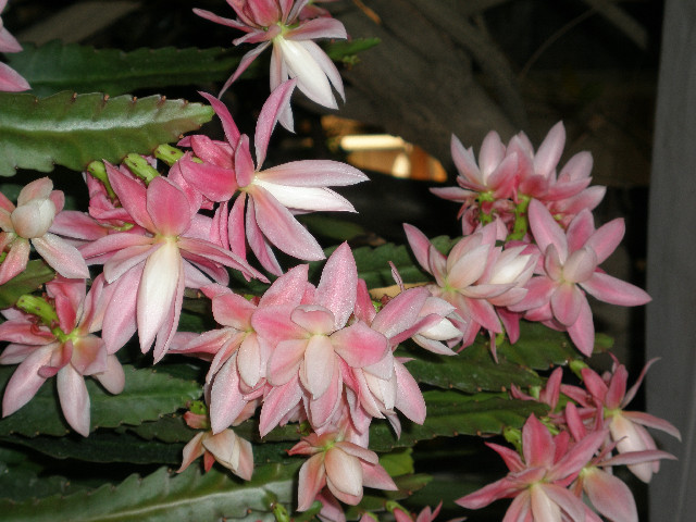 Mom's pictures 2011 052