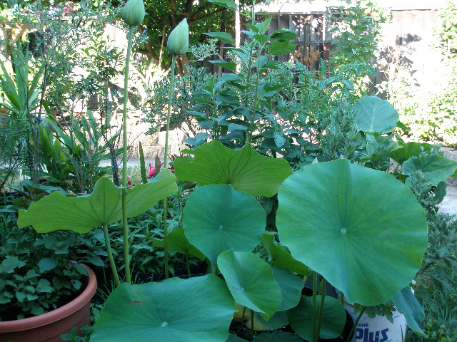 Mom's pictures 2011 085