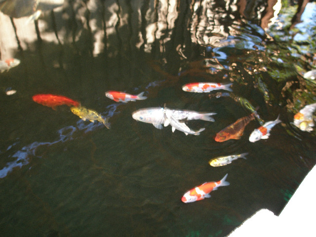 Mom's pictures 2011 154