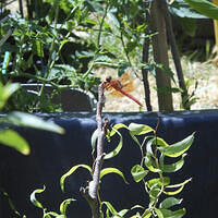 Ong ngoai pictures 435