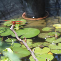 Ong ngoai pictures 436