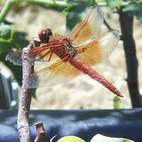 Ong ngoai pictures 437