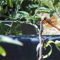 Ong ngoai pictures 449