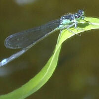 Ong ngoai pictures 450