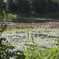 Ong ngoai pictures 563-631662916