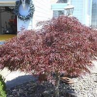 Ong ngoai pictures 613