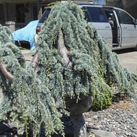 Ong ngoai pictures 614