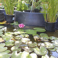 Ong ngoai pictures 663