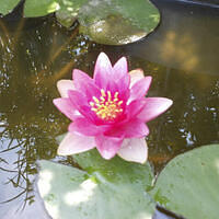 Ong ngoai pictures 664