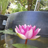 Ong ngoai pictures 665