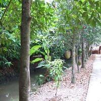 Vuon cay mit (jackerfruit garden)