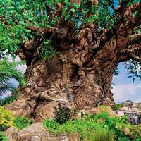 AK AK 20160630 7650743534