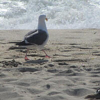 Anna's Friends, SF, Beach JUNE 2013 555