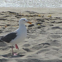 Anna's Friends, SF, Beach JUNE 2013 556