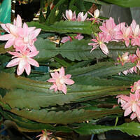 Mom's pictures 2011 050