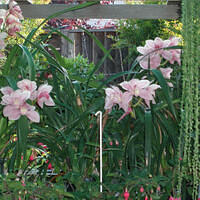 Mom's pictures 2011 051