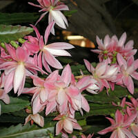 Mom's pictures 2011 052