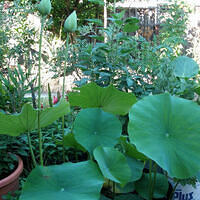 Mom's pictures 2011 085