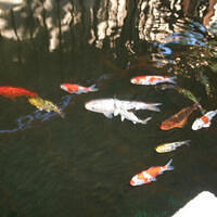 Mom's pictures 2011 154